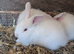 6 bunnies