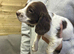 Sprocker
