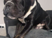 Bear, Cane corso cross American bully