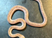 White sided black rat snakes WOW AMAZING