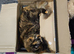 Tortie for sale 2 year old