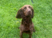 26 month old Working Cocker Spaniel