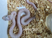 Palmetto corn snake baby