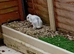 2 female mini lop rabbits