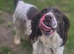 Spaniel bitch
