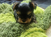 Lovely puppies for sale