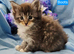 Mainecoon kittens ready now