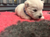 KC gorgeous Westies puppies
