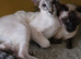 Seal tabby point female kitten