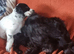 KC/DNA Healthy cocker spaniel pup