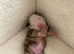 Thick pocket pups payment plans available