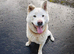 Japanese Akita