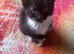 Cheeky kittens