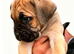 Cane Corso pups