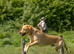 Proven Working Labrador Retriever for Stud - Fully Health Tested & KC Registered