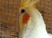 Male cockys