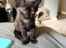 2 beautiful 10 week old kittens looking for their forever homes