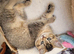 Scottish fold