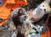 2 female kittens for looking for new homes