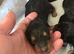 7 airdale puppies for sale
