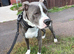 STAFFY X ENGLISH MASTIFF