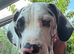 Daniff Puppies due. Great Dane x Mastiff