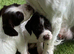 Beautiful striking Traditional English Springer Spaniel Puppies