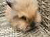 Cute double maned lionheads