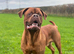 Dogue de bordeaux male