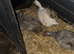 2 Muscovy female ducks