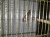 Thawn diamond firetail finch