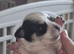 Lovely little girl looking for a lovely home