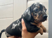 For sale 7weeks old boy