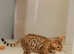2 Pedigree Bengal F Kittens