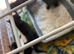 4 beautiful little kittens