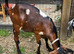 Very Handsome Pedigree Anglo Nubian Billies