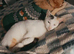 2 beautiful half Persian kittens for sale