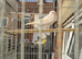 Harlequin white canary pair