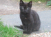 PRETTY FARM REARED KITTEN