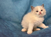 SUPER CUTE GCCF BLUE BI COLOUR RAGDOLL KITTENS.