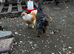 Brahma chicks