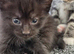 Kittens ready this week :) 2 black kittens available