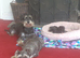 3 stunning mini schnauzer girls