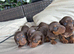 BEAUTIFUL DACHSHUND PUPPIES