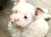 Tiny Yorkie Pom Boy – Looking for His Forever Home