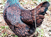 Chicken Hatching Eggs x6 Lucky Dip