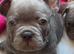French Bulldog Puppies