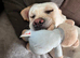 Beautiful 2 year golden Labrador