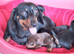 Chiweenie puppies ready soon