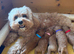 Beautiful F1b Cavapoo Puppies – 360 Health Tested Parents